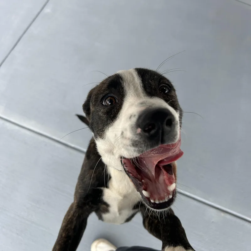 Cannoli