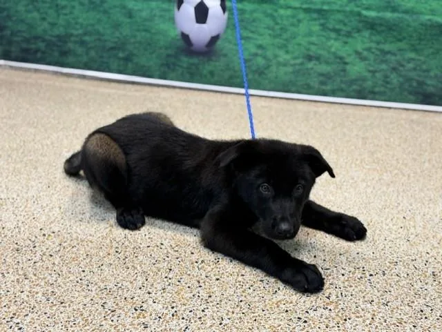 A baby small-sized female German Shepherd Dog dog named Viera for adoption in Miami, FL