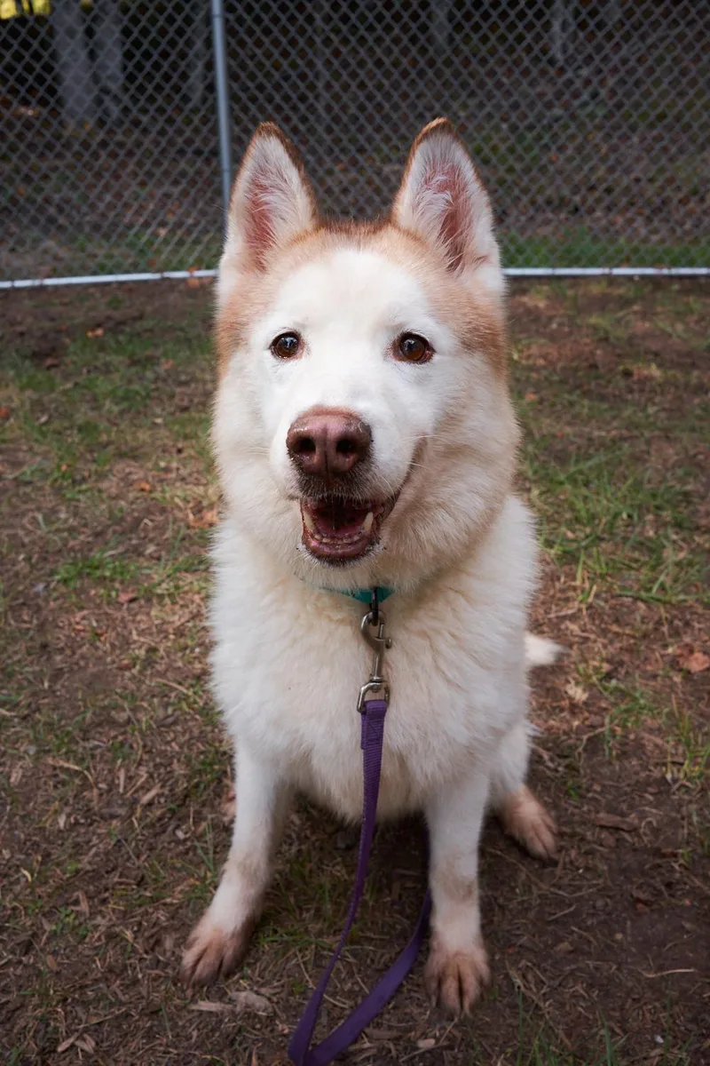 A senior medium-sized female Siberian Husky dog named Lola for adoption in Floyd, VA