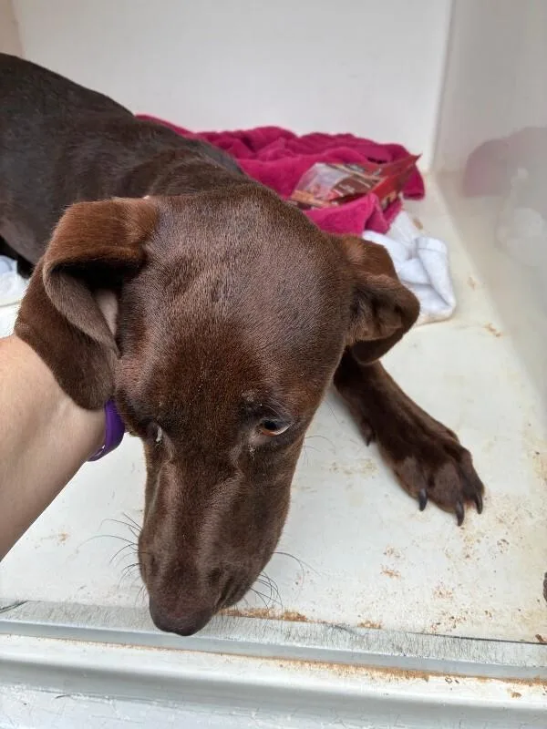 An adult medium-sized female Brown / Chocolate Mixed Breed dog named Tesoro for adoption in Mobile, AL