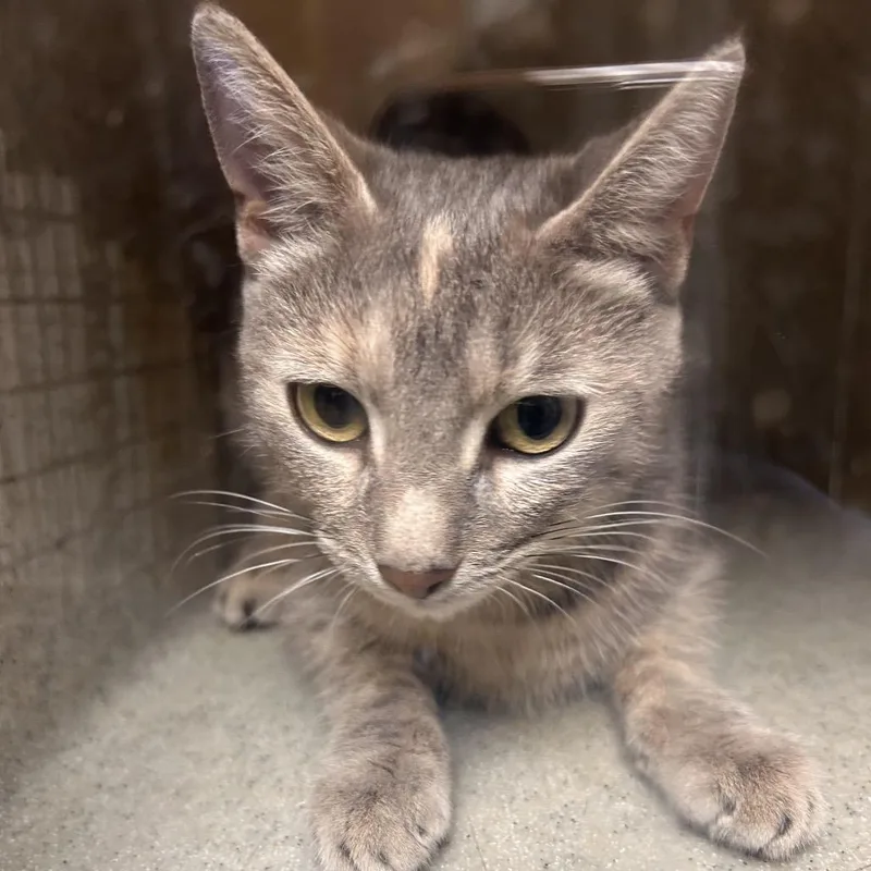 A young medium-sized female Torbie Domestic Short Hair cat named Bebe for adoption in Philadelphia, PA