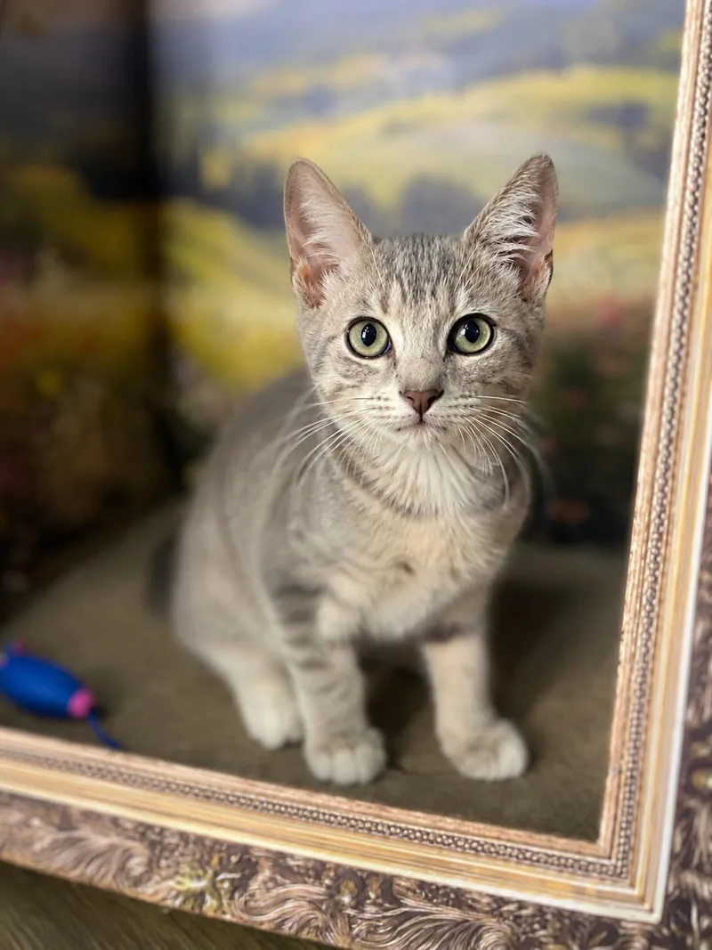 A baby small-sized male Gray / Blue / Silver Domestic Short Hair cat named Tulip for adoption in Fort Pierce, FL