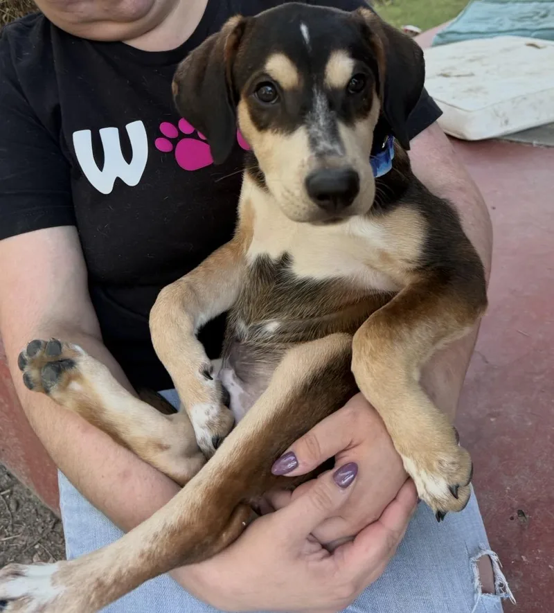 A baby medium-sized male Tricolor (Brown, Black, & White) Labrador Retriever dog named Finn for adoption in San Antonio, TX