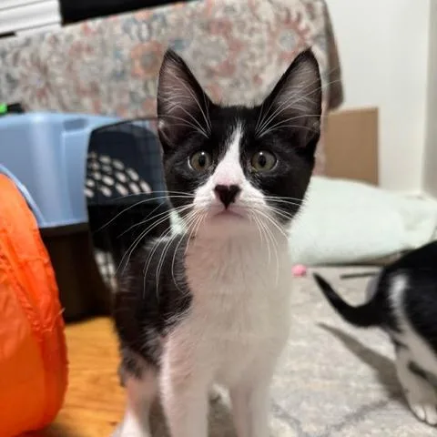 A baby small-sized female Black Domestic Short Hair cat named Celeste for adoption in Murray, UT