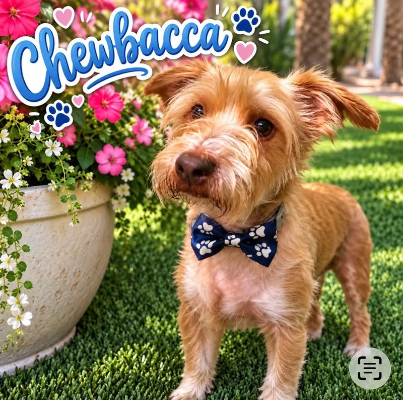 An adult small-sized male Golden Wirehaired Terrier dog named Chewbacca for adoption in Cape Coral, FL