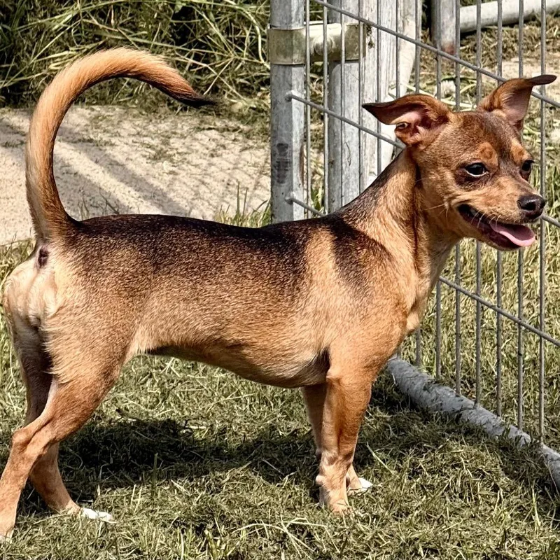 Miss Lady thumbnail 3