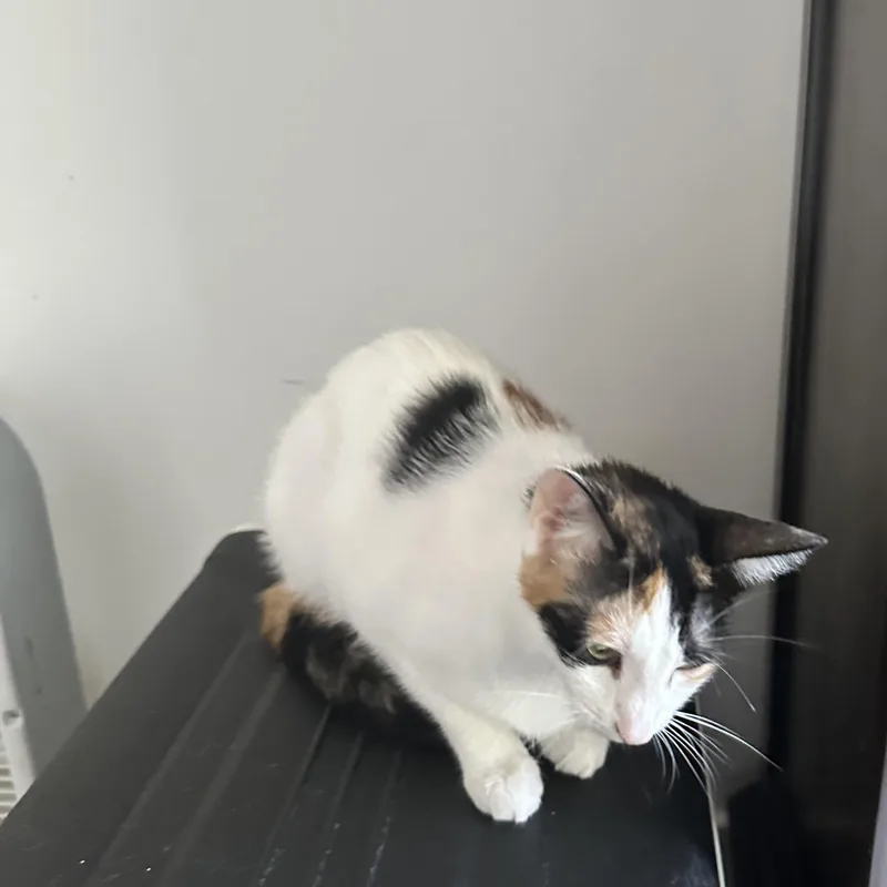 A young medium-sized female Calico cat named Funnel Cake for adoption in Richmond, VA