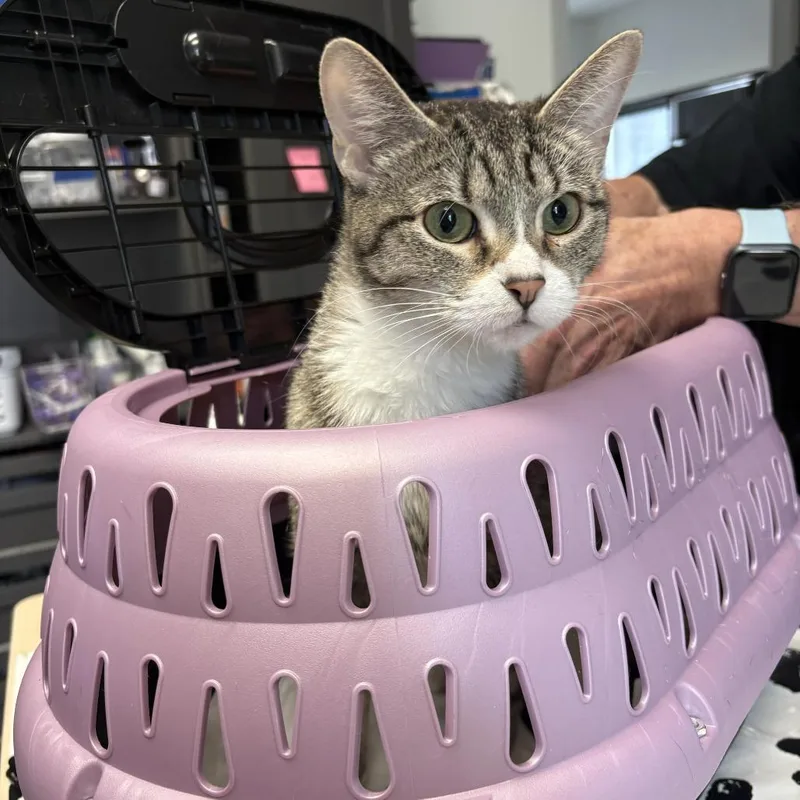 A young medium-sized female Brown / Chocolate Domestic Short Hair cat named Birdie the Early Bird for adoption in St. Paul, MN