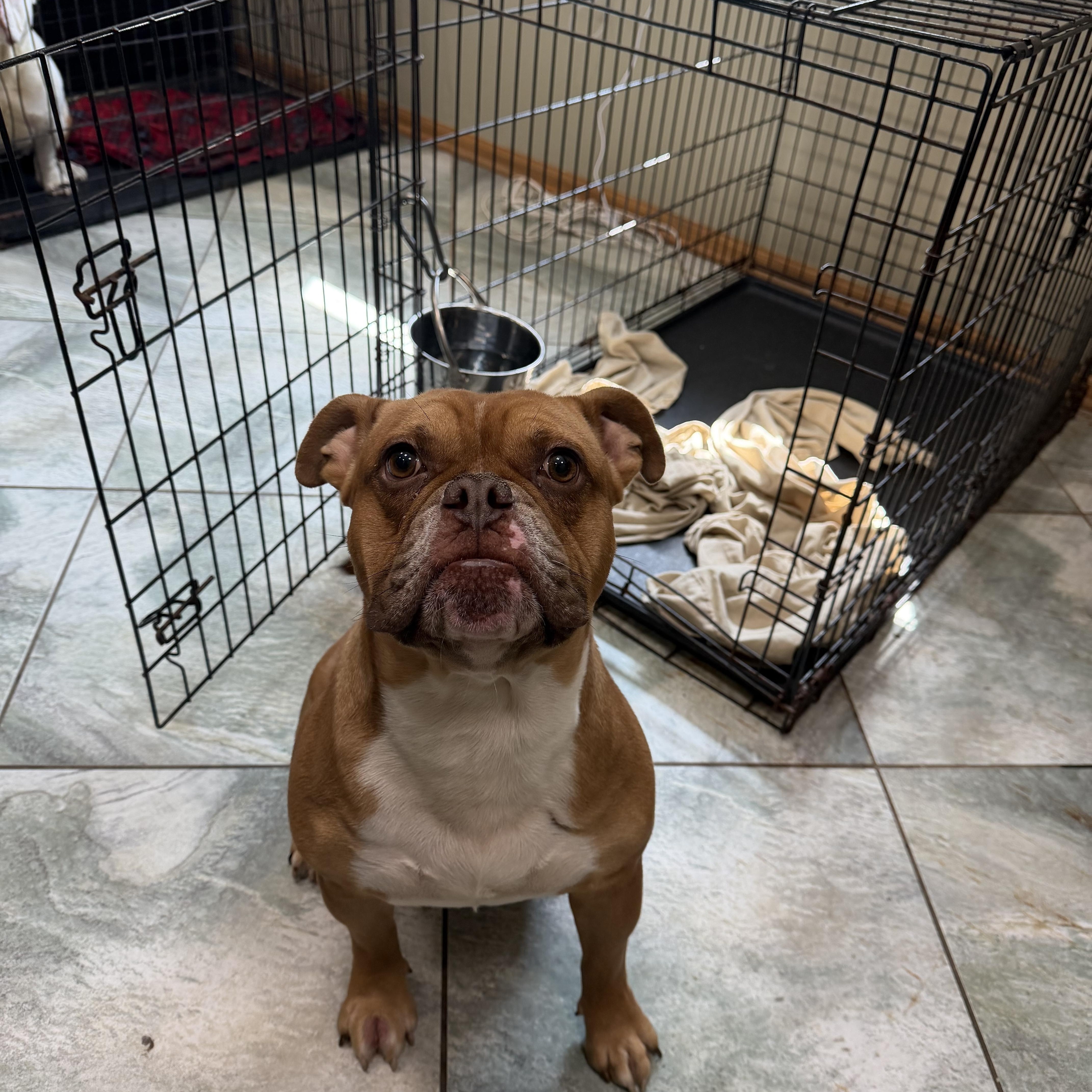 An adult medium-sized male Bulldog dog named Cruz for adoption in Mokena, IL