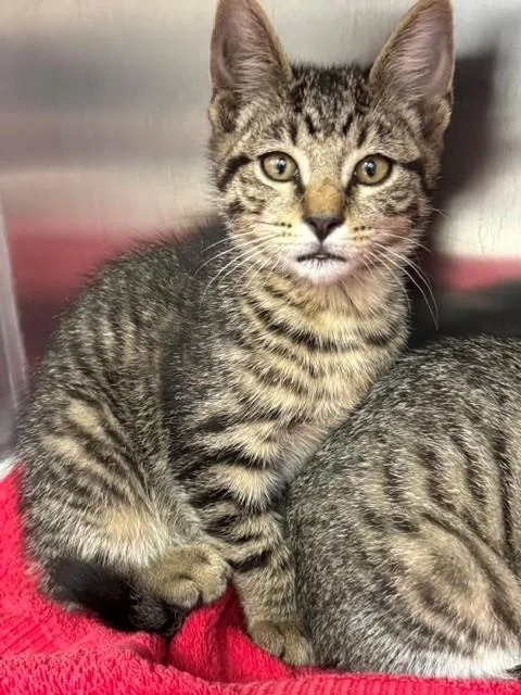 A baby small-sized male Domestic Short Hair cat named Brian for adoption in Naples, FL