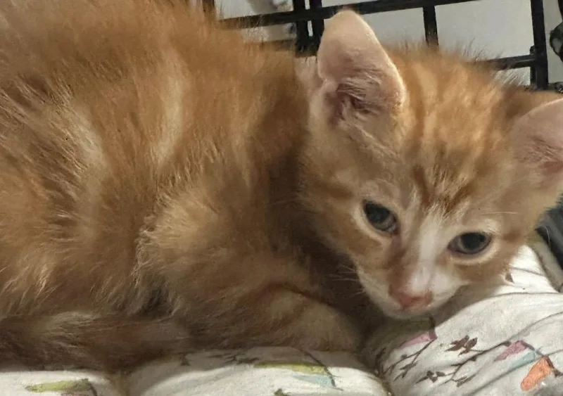 A baby medium-sized male Domestic Short Hair cat named Biscuit for adoption in New York, NY