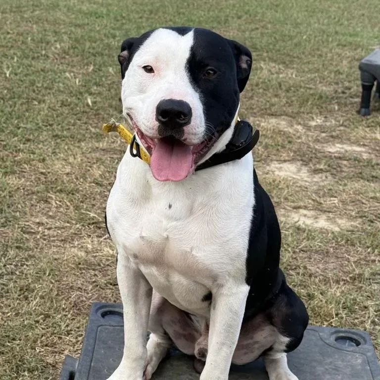 An adult medium-sized male Pit Bull Terrier dog named Rocky for adoption in Columbia, SC