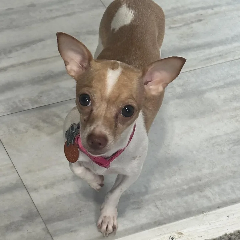 An adult small-sized female Yellow / Tan / Blond / Fawn Chihuahua dog named Rue for adoption in Wichita, KS