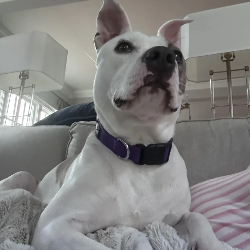Ellie thumbnail 3