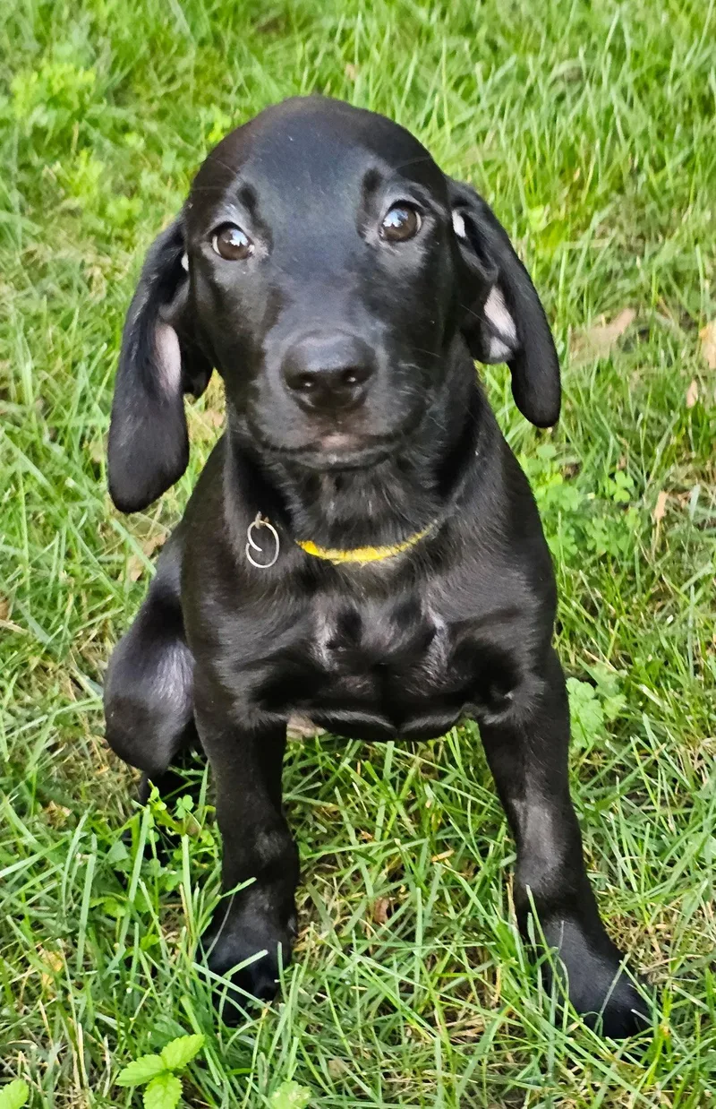 Puppy Frannie