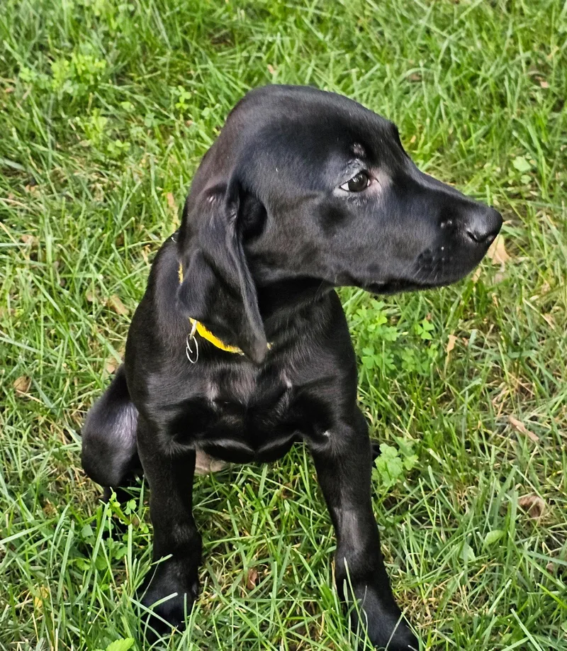 Puppy Frannie thumbnail 2