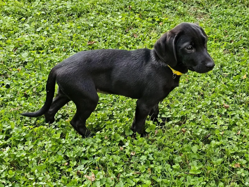 Puppy Frannie thumbnail 3