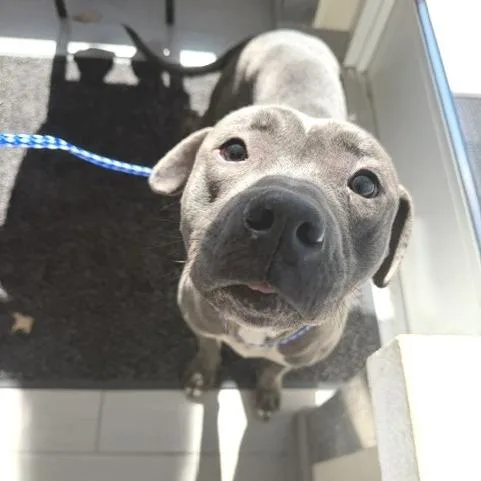 A young medium-sized male Gray / Blue / Silver Pit Bull Terrier dog named Zoboomafoo for adoption in Novelty, OH