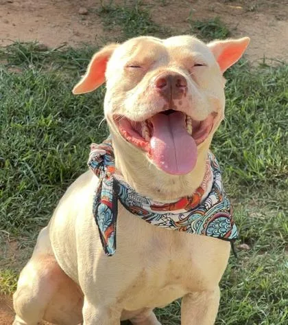 An adult medium-sized male Pit Bull Terrier dog named Mr. Pinky HW + for adoption in Seneca, SC