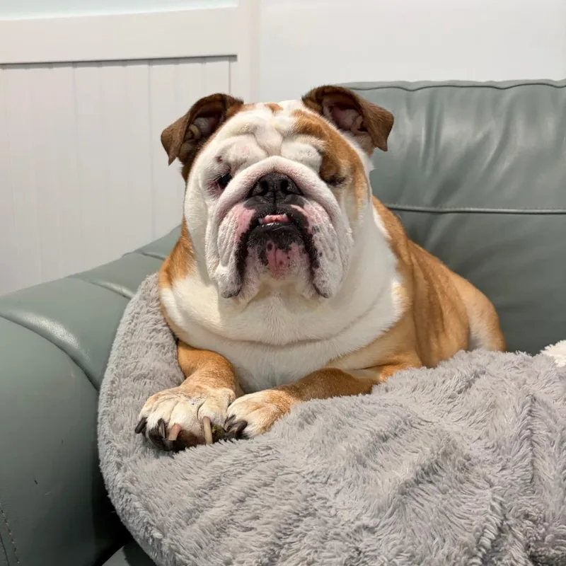 An adult large-sized female White / Cream English Bulldog dog named Daisy for adoption in LOXAHATCHEE, FL
