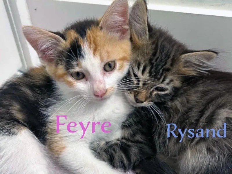 A baby medium-sized male Domestic Short Hair cat named Rysand for adoption in Hoover , AL