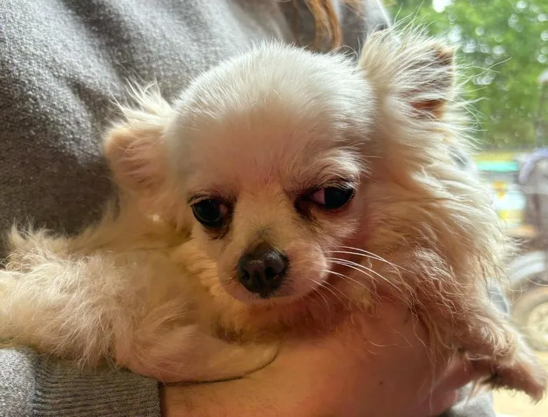 An adult small-sized female Chihuahua dog named Polly for adoption in Walnutport, PA