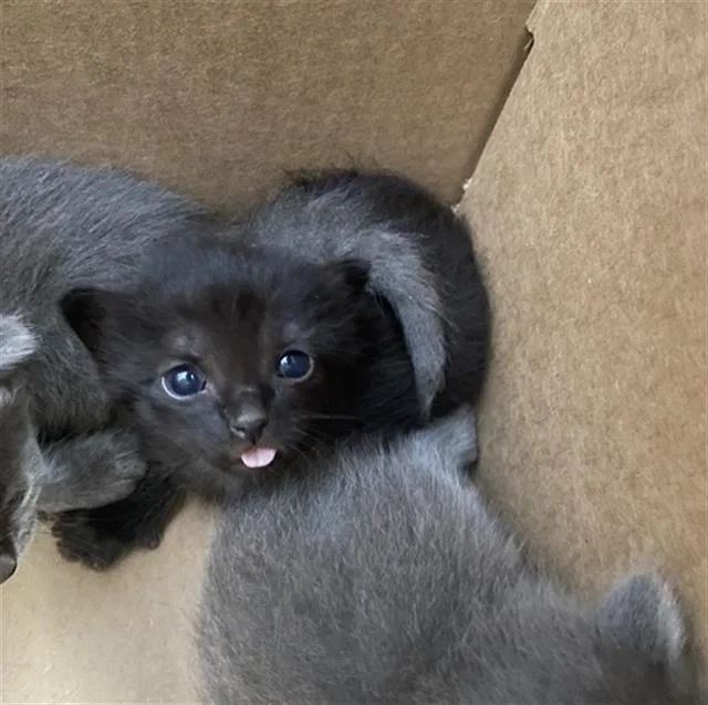 A baby medium-sized female Domestic Short Hair cat named Beatrix for adoption in Dallas, TX