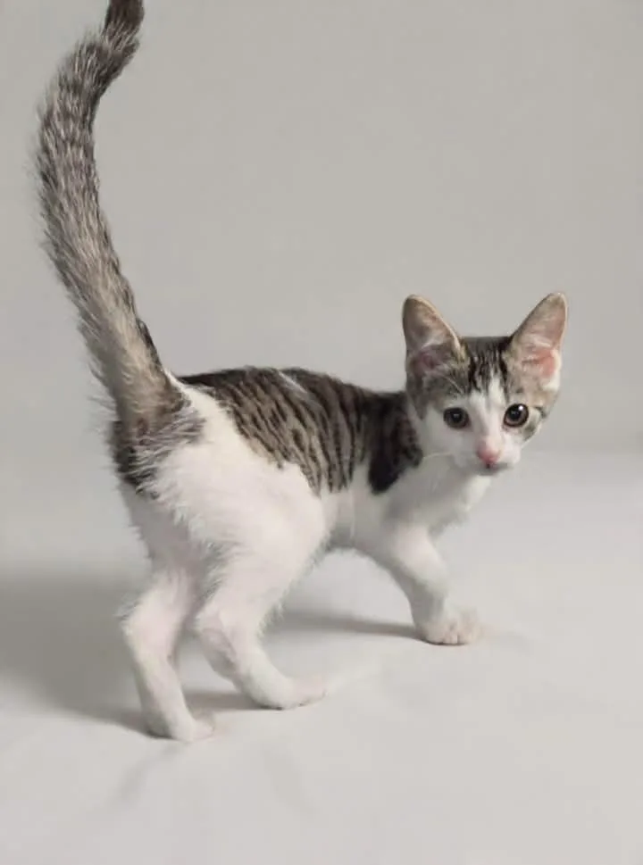 An adult medium-sized female Black & White / Tuxedo Domestic Short Hair cat named Checkers for adoption in Greensburg, PA