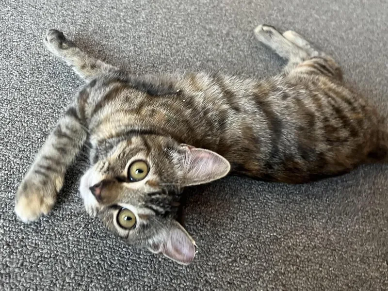 A baby small-sized female Tabby (Brown / Chocolate) Domestic Short Hair cat named Anastasia for adoption in Lancaster, CA