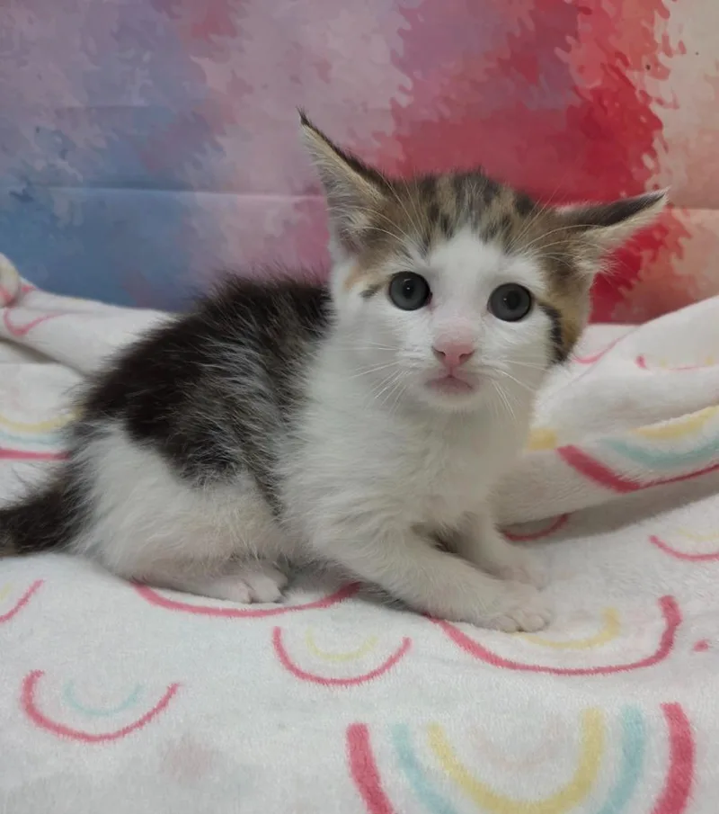 A baby small-sized female Domestic Short Hair cat named Mittens for adoption in Washington Court House, OH