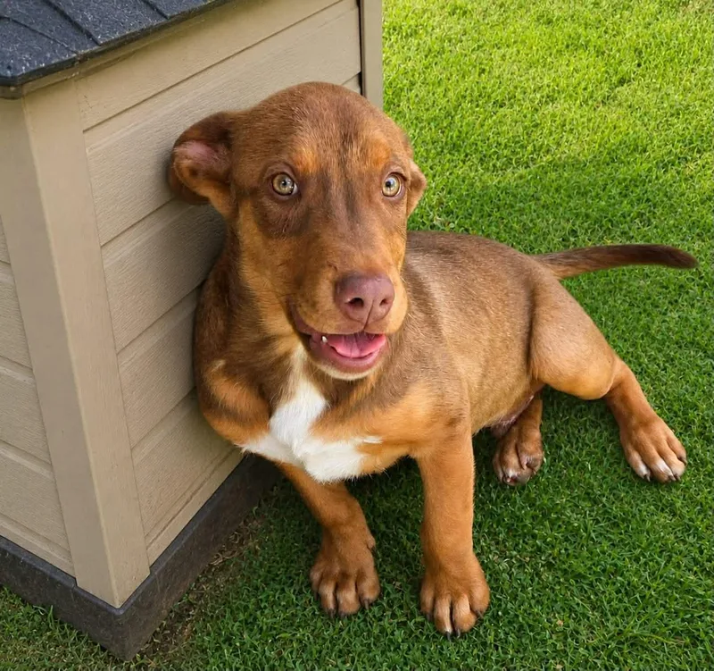 A baby medium-sized male Brown / Chocolate Labrador Retriever dog named Rascals for adoption in Uxbridge, MA