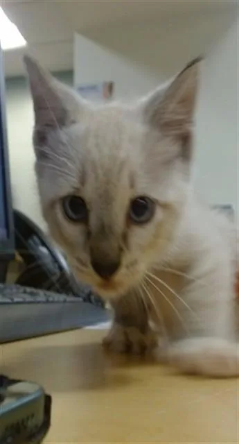 A baby small-sized female Domestic Short Hair cat named Dennis for adoption in Miami, FL