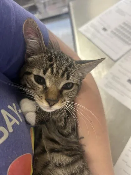 A baby medium-sized female Domestic Short Hair cat named Santorini for adoption in Largo, FL