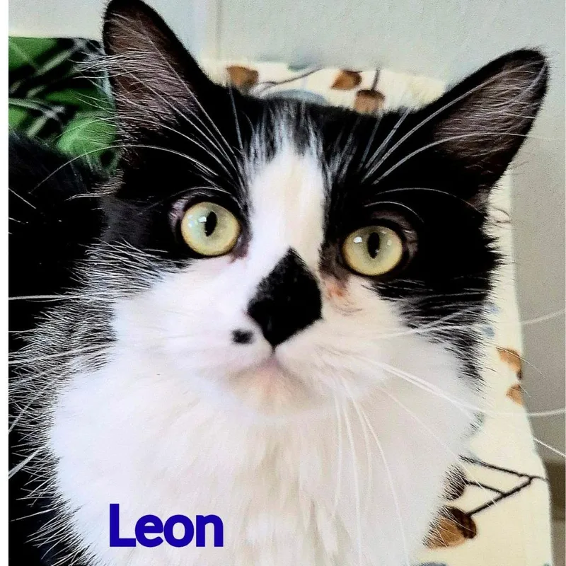 Leon