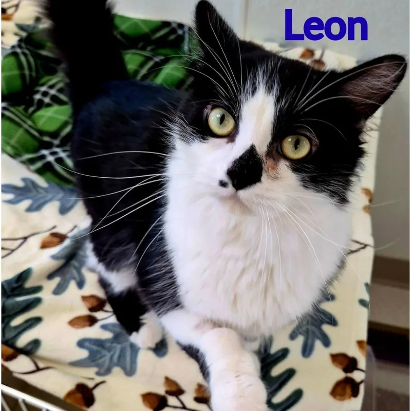 Leon thumbnail 2