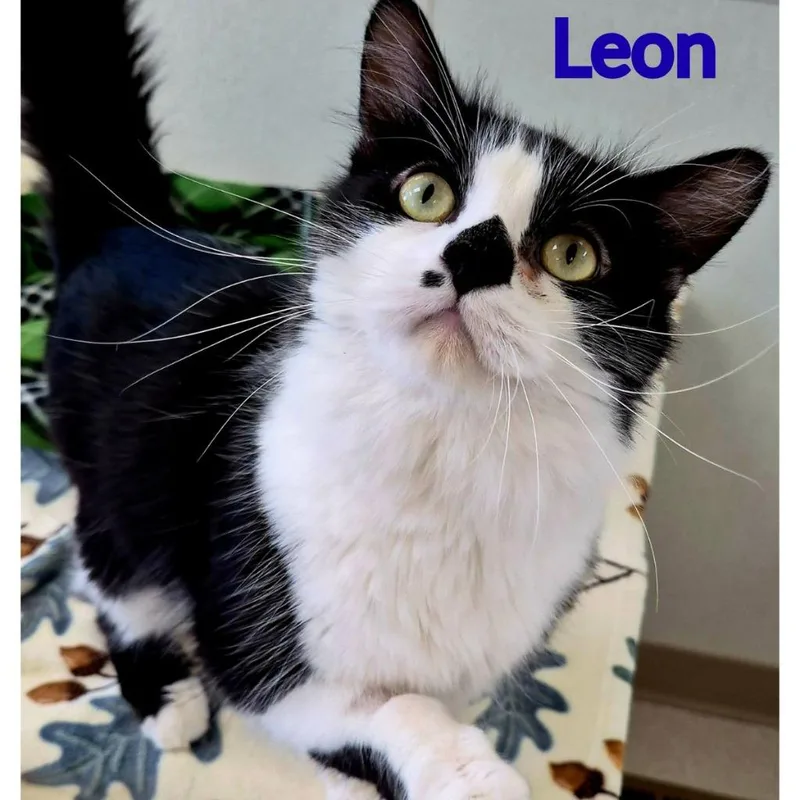 Leon thumbnail 3