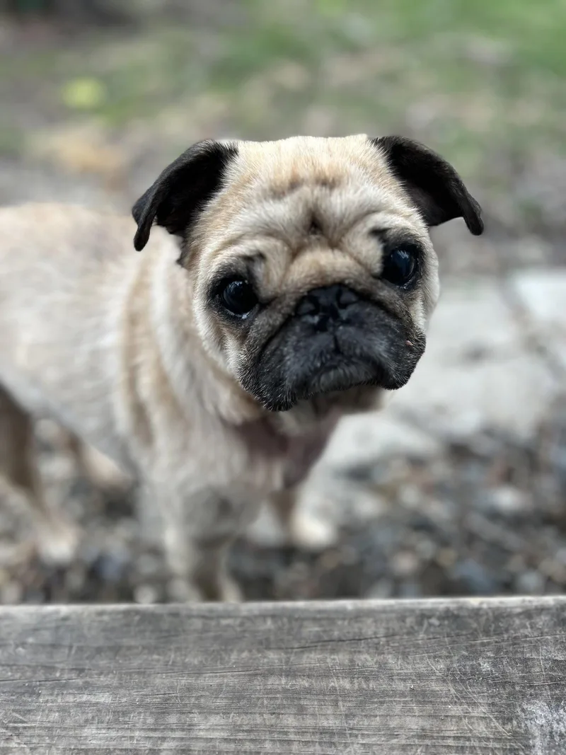 Figgy