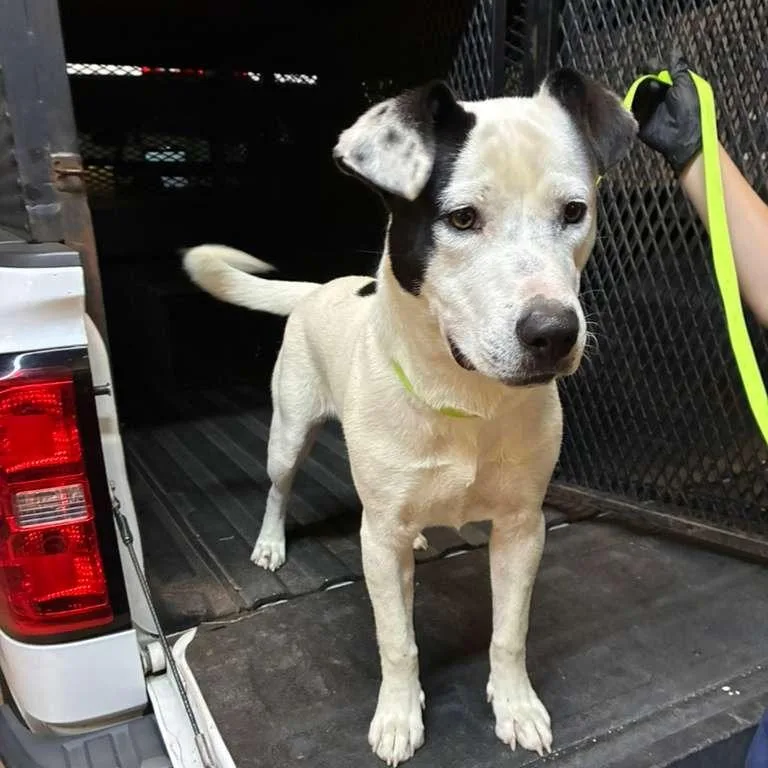 An adult medium-sized male White / Cream Mixed Breed dog named Banshee for adoption in Gadsden, AL