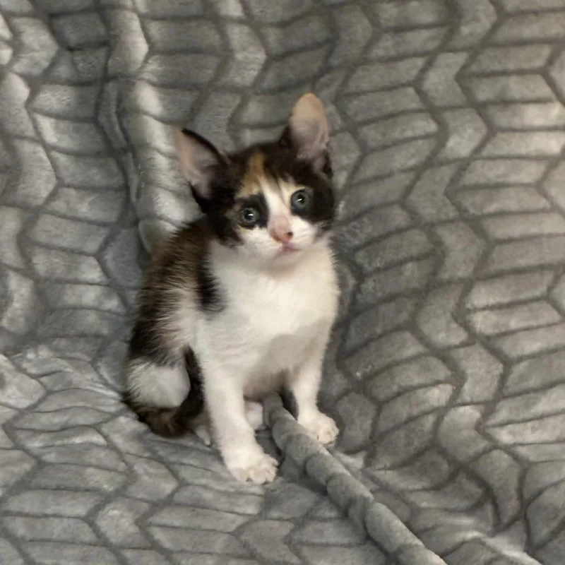 A baby small-sized female Calico Domestic Short Hair cat named Pennywise for adoption in Bastrop, TX