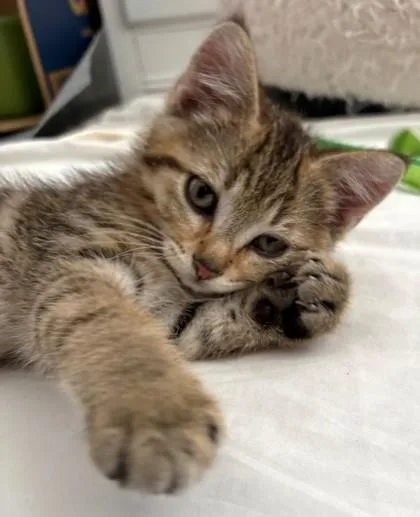 Olive