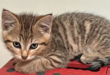 Olive thumbnail 2