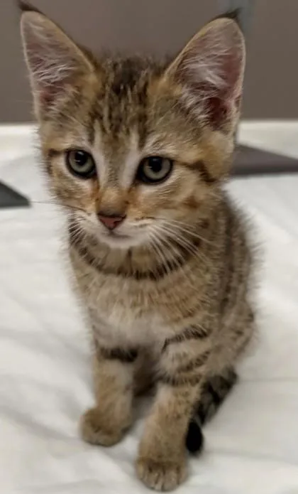 Olive thumbnail 3
