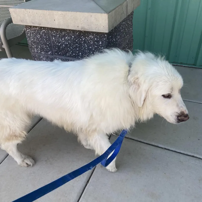 An adult large-sized male White / Cream Great Pyrenees dog named Harold for adoption in Albuquerque, NM