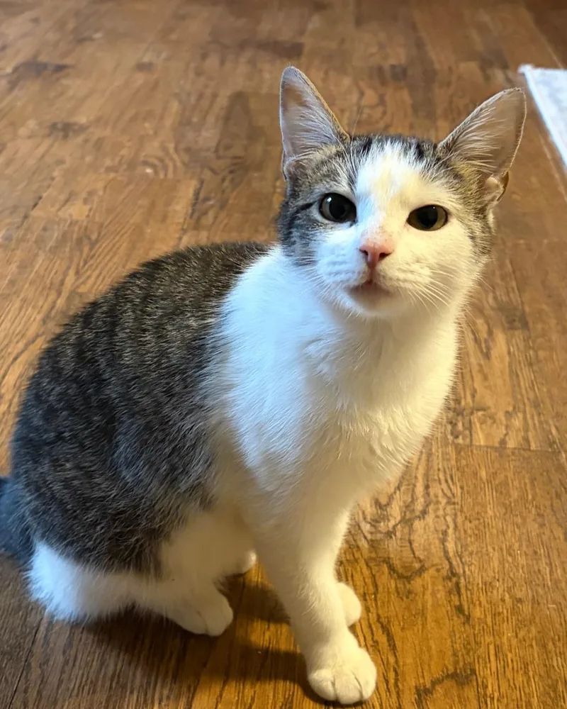 A young medium-sized female White Domestic Short Hair cat named Yogurt for adoption in Frisco, TX