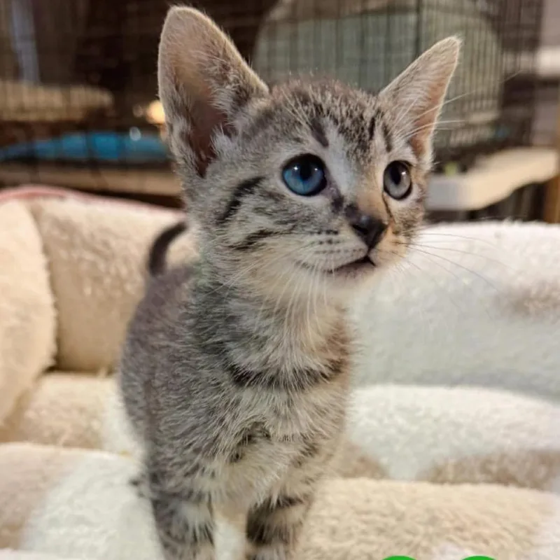 Eris thumbnail 2