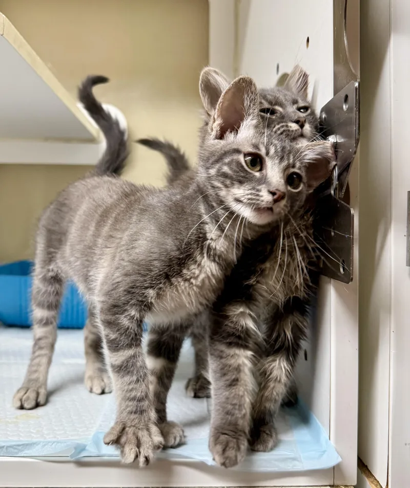 A young small-sized female Domestic Short Hair cat named Axis And Orbit for adoption in Jacksonville, AR