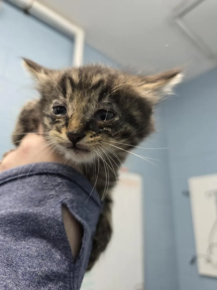 A baby small-sized male Tabby (Brown / Chocolate) Domestic Short Hair cat named Bron for adoption in Evansville, IN