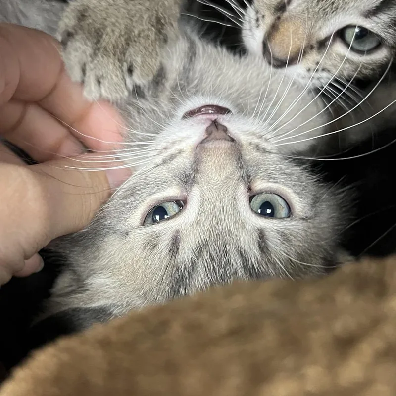 Totem