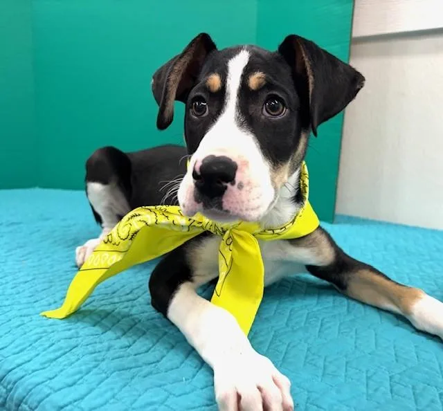 Oatmeal Raisin Cookie thumbnail 2