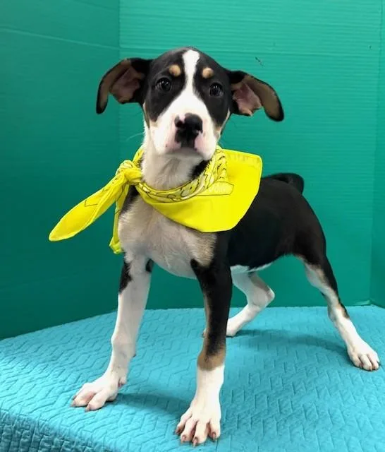 Oatmeal Raisin Cookie thumbnail 3